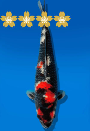 Koi Auktion Dainichi Showa JumboTosai Monroejr. - 38cm GT3-1205