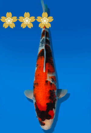 Koi Auktion Dainichi Showa JumboTosai GatchaMonroe - 36cm GT3-1206