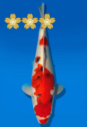 Koi Auktion Dainichi Showa JumboTosai Monroejr. - 34cm GT3-1207