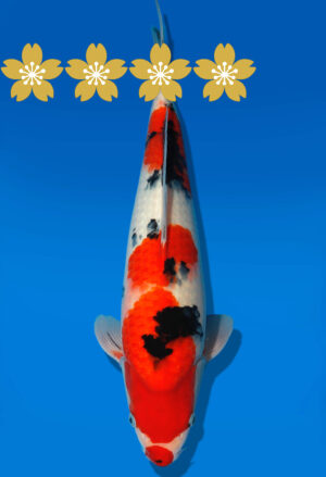 Koi Auktion Dainichi Sanke JumboTosai MSankejr. - 40cm GT3-1208
