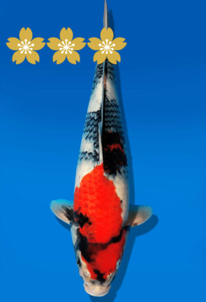 Koi Auktion Dainichi Showa JumboTosai GatchaMonroe - 38cm GT3-1209