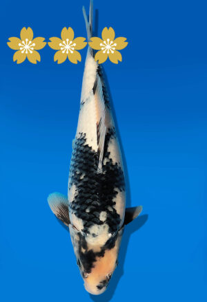Koi Auktion Dainichi Shiro JumboTosai GatchaMonroe - 38cm GT3-1210