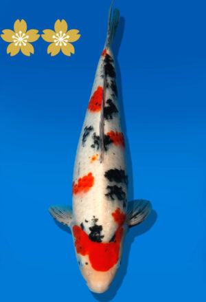 Koi Auktion Dainichi Sanke JumboTosai NewMSankejr. - 37cm GT3-1213