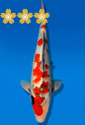 Koi Auktion Dainichi Showa JumboTosai GatchaMonroe - 37cm GT3-1211
