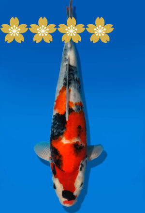 Koi Auktion Dainichi Showa JumboTosai GatchaMonroe - 37cm GT3-1212