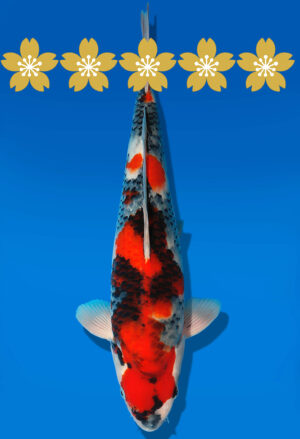 Koi Auktion Dainichi Showa JumboTosai GatchaMonroe - 35cm GT3-1214