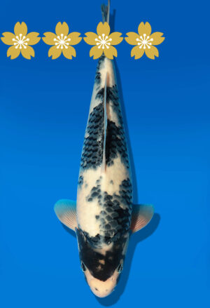 Koi Auktion Dainichi Shiro JumboTosai GatchaMonroe - 37cm GT5-1215