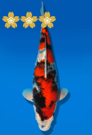 Koi Auktion Dainichi Showa JumboTosai GatchaMonroe - 37cm GT5-1216