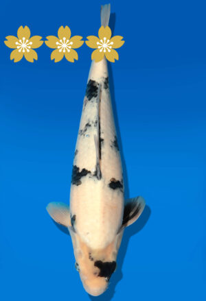 Koi Auktion Dainichi Shiro JumboTosai Monroe - 35cm GT5-1217