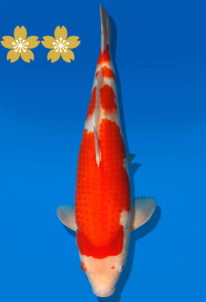 Koi Auktion Dainichi Kohaku JumboTosai Wild - 39cm GT5-1219