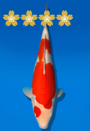 Koi Auktion Dainichi Kohaku JumboTosai WhiteTiger - 38cm GT5-1220