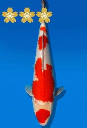 Koi Auktion Dainichi Kohaku JumboTosai WhiteTiger - 36cm GT5-1221
