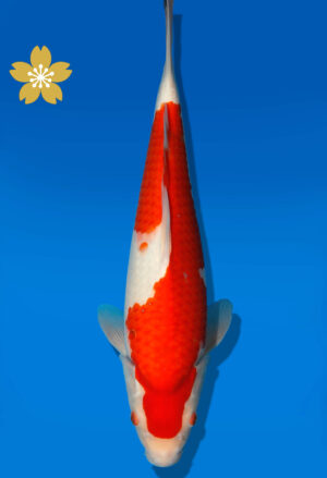 Koi Auktion Dainichi Kohaku JumboTosai Wild - 37cm GT5-1222