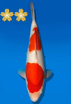 Koi Auktion Dainichi Kohaku JumboTosai WhiteTiger - 38cm GT5-1223