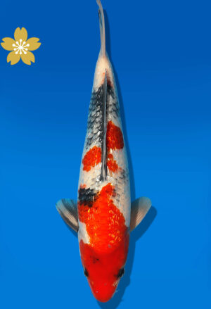 Koi Auktion Dainichi GinrinShowa JumboTosai XGinrinShowa - 33cm GT5-1225
