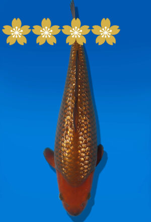 Koi Auktion Dainichi GinrinChagoi JumboTosai BrownMonkey- 35cm GT7-12562