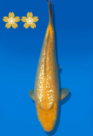 Koi Auktion Dainichi GinrinKarashi JumboTosai YellowMonkey- 31cm GT7-12561