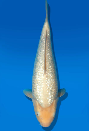 Koi Auktion Dainichi GinrinWhiteKarashi JumboTosai WhiteMonkey- 32cm GT7-12560