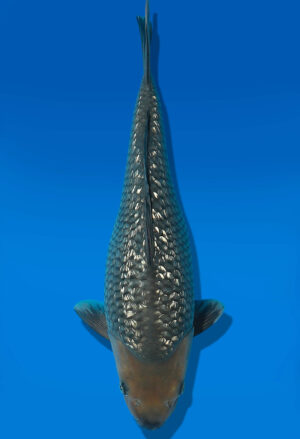 Koi Auktion Dainichi GinrinSoragoi JumboTosai Soragoi/GinrinSora- 37cm GT7-12559