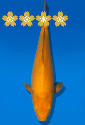 Koi Auktion Dainichi GinrinKarashigoi JumboTosai YellowMonkey- 38cm GT7-12558