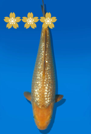 Koi Auktion Dainichi GinrinChagoi JumboTosai BrownMonkey- 35cm GT7-12557