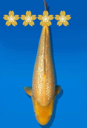 Koi Auktion Dainichi GinrinKarashigoi JumboTosai YellowMonkey- 37cm GT7-12556