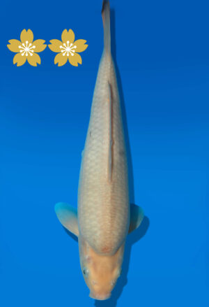 Koi Auktion Dainichi Soragoigoi JumboTosai GinrinSora/Sora- 34cm GT7-12555