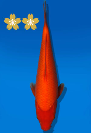 Koi Auktion Dainichi Benigoi JumboTosai RedTiger - 29cm GT6-12554