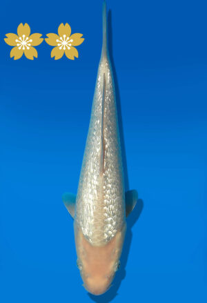 Koi Auktion Dainichi GinrinWhiteKarashi JumboTosai WhiteMonkey - 31cm GT6-12553