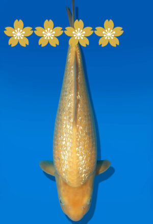 Koi Auktion Dainichi GinrinKarashigoi JumboTosai YellowMonkey - 37cm GT6-12552