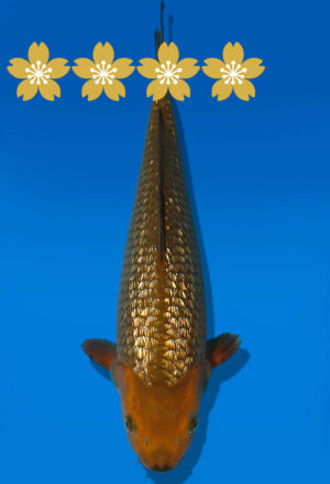 Koi Auktion Dainichi GinrinChagoi JumboTosai BrownMonkey - 38cm GT6-12551