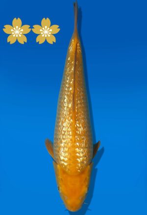 Koi Auktion Dainichi GinrinKarashigoi JumboTosai YellowMonkey - 33cm GT6-12550