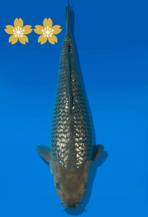 Koi Auktion Dainichi GinrinSoragoi JumboTosai GinrinSora/Soragoi - 32cm GT6-1249