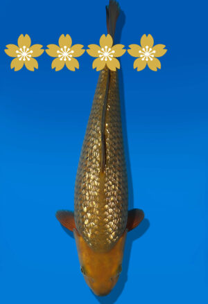 Koi Auktion Dainichi GinrinChagoi JumboTosai BrownMonkey - 38cm GT6-1248