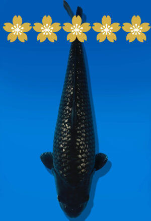 Koi Auktion Dainichi BlackDiamond JumboTosai BlackZeus - 42cm GT6-1247