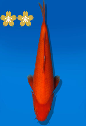 Koi Auktion Dainichi Benigoi JumboTosai RedTiger - 31cm GT5-1246