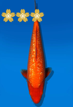 Koi Auktion Dainichi GinrinBenigoi JumboTosai XGinrinKohaku - 33cm GT5-1246