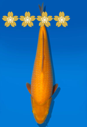 Koi Auktion Dainichi Karashigoi JumboTosai YellowMonkey - 36cm GT5-1245