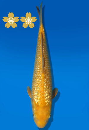 Koi Auktion Dainichi GinrinKarashigoi JumboTosai YellowMonkey - 37cm GT5-1244