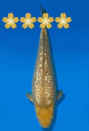 Koi Auktion Dainichi GinrinChagoi JumboTosai BrownMonkey - 36cm GT5-1243