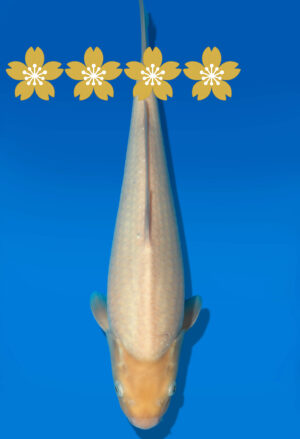 Koi Auktion Dainichi WhiteKarashi JumboTosai WhiteMonkey - 37cm GT5-1242