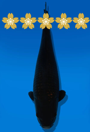 Koi Auktion Dainichi BlackDiamond JumboTosai BlackZeus - 43cm GT5-1241