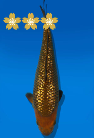 Koi Auktion Dainichi GinrinChagoi JumboTosai BrownMonkey - 35cm GT5-1240