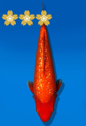 Koi Auktion Dainichi GinrinBenioi JumboTosai XGinrinKohaku - 31cm GT4-1238