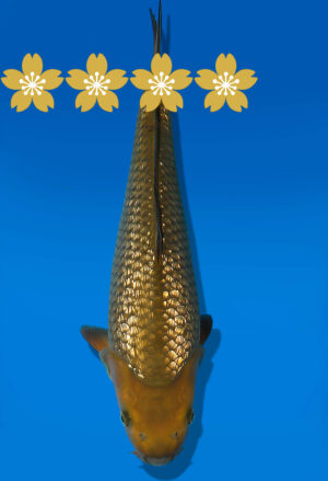 Koi Auktion Dainichi GinrinChagoi JumboTosai BrownMonkey - 36cm GT4-1237