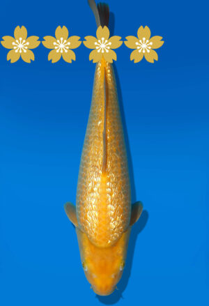 Koi Auktion Dainichi GinrinKarashigoi JumboTosai YelloewMonkey - 38cm GT4-1236