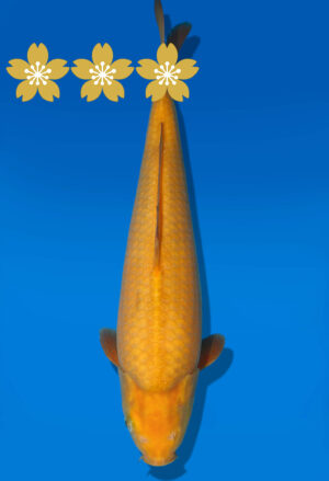 Koi Auktion Dainichi Karashigoi JumboTosai YelloewMonkey - 36cm GT4-1235