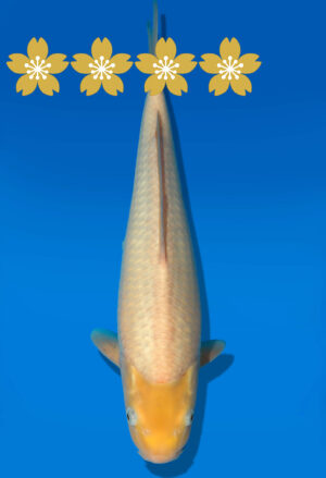 Koi Auktion Dainichi WhiteKarashi JumboTosai WhiteMonkey - 36cm GT4-1234