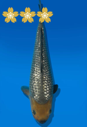 Koi Auktion Dainichi GinrinSoragoi JumboTosai GinrinSoragoi/Soragoi - 36cm GT4-1233