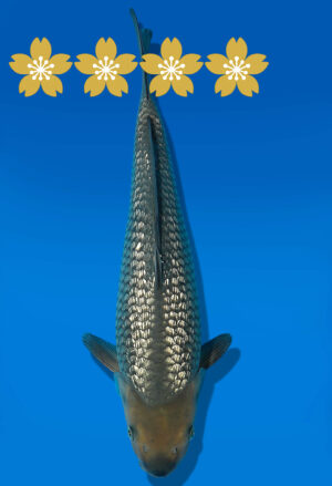 Koi Auktion Dainichi GinrinSoragoi JumboTosai GinrinSoragoi/Soragoi - 36cm GT3-1232